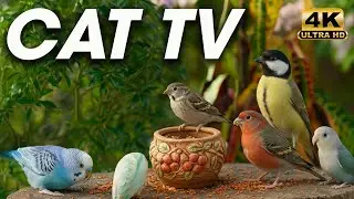 A Relaxing Cat TV for Cats to Watch 😺 with Soft Bird Sounds 🐦 and Nature Views