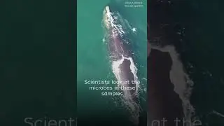 What can a whale&rsquo;s spit tell us about its health?