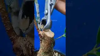 learning bonsai - Ficus bonsai material program 🌳🌳 #bonsai #bonsaitree #tree #garden #nature