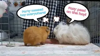 Happy waiting for food - hughug a guinea pig 