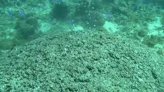 REEFbuds - Absorbency