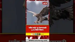 Bird Strike | घारी दूर ठेवण्यासाठी 1,270 किलो चिकन! Republic Day चं अनोखं प्लॅन #breakingnews