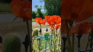 Wundersch&ouml;ne Riesenmohnblumen