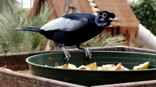 Bare-necked fruitcrow (Gymnoderus foetidus) at Zoo Veldhoven