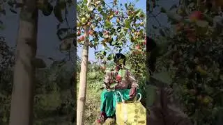 Miss india apple ber