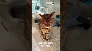 #котикустыдно #веселыекоты #toygers #прикольныекоты #тойгер #toygercat #моякошка #кот #котики #top