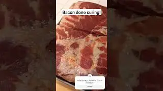 Homemade bacon curing done! Now we smoke it.