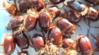 Rain Beetles - Pleocoma hoppingi- Sierra Nevada Mountains USA