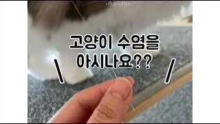 청소기 돌리다 ‘고양이 수염’ 발견하면 멈칫하게 되는 이유 feat  집사들의 로또