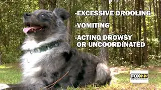 Keeping Pets Safe In Extreme Heat - Delaney Dukes