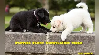 Cute puppies funny dog videos compilation .06