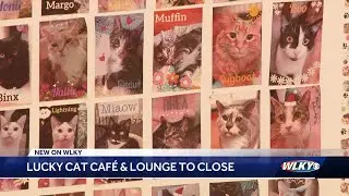 Lucky Cat Caf&eacute; in Louisville closing after 7 years of helping cats find homes