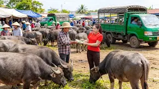 TIMELAPSE - Buy Many Buffaloes, Truck Transport to Countryside Market Sell, Massive Processing Scale