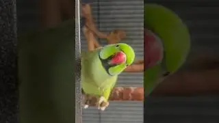 Riki The Green Indian Ringneck parrot singing and chirping.
