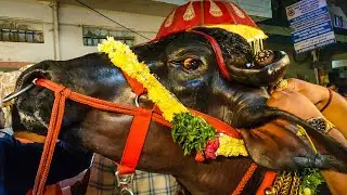 Sadar festival in Hyderabad | Sadar festival celebration in Hyderabad 2020 | Sadar festival 2020