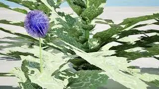 Arabian Echinops mandavillei collection 3d animation with unreal engine