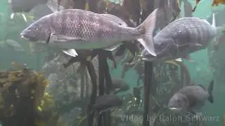 Capetown Aquarium