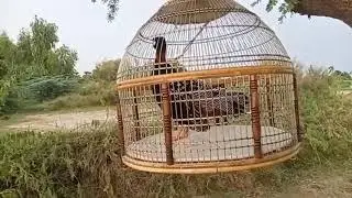 Kala tetar ki video #mushkitetar ki awaz video #allbirdslover