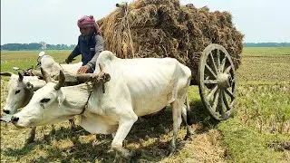 Bull cart heavy fully load stuck in mud // cow videos