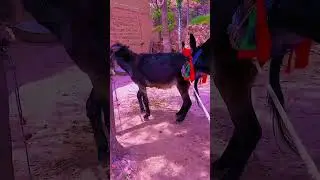 Funniest Donkey Ever! Donkey Training the fun way! 2826