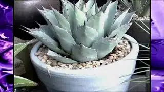 Part 2: My Old Agave Collection