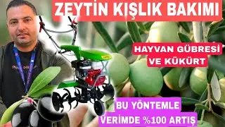 ZEYTİN BAHÇEMİZDE KIŞA HAZIRLIK İÇİN BAKIM YAPTIK / ZEYTİN KIŞLIK BAKIMI İÇİN KÜKÜRT,HAYVAN GÜBRESİ