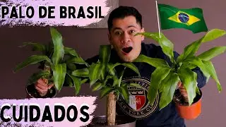 PALO DE BRASIL COMO CUIDAR PARA MANTENER HERMOSO || HUERTO CITADINO