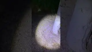 Обычный и ультрафиолетовый фонарь: как обнаружить скорпионов и не быть ужаленными