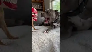 This dog got the biggest scare 😱🐶#shorts #dogs #pets #funny #animals