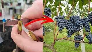Как и когда прививать виноградную лозу? Вы можете сделать это самостоятельно!