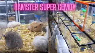 Hamster Super Gemoy #syrian #campbell #winterwhite #hamsters #funniestpetsandcaring 