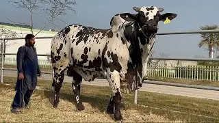 Biggest Imported Bulls at Fongrow Farm Khanewal | Nelore, Red Sindhi, Guzera, Angus 