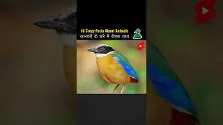 Top -10 Crazy Facts About Animal's 😱😱 #shorts #facts #shortsvideo #hinditathya #ytstudio #ytshorts