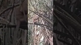 Daily Life Of Wild Monkeys