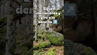 Hayedo m&aacute;gico de Urbasa