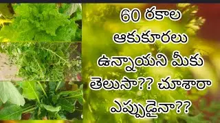 60 types of leafy vegetables.. 60 రకాల ఆకుకూరలు నా మిద్దె తోటలో..