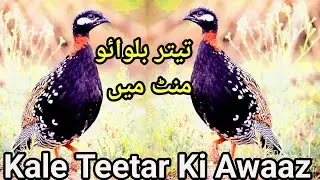 Teetar Bulwao Mintue Me||Kale Teetar Ki Awaaz|Teetar ki awaaz|black teetar voice|Teetar ko bulane wa