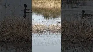 Tufted Duck Bizarre Behaviour | RSPB St Aidan&rsquo;s #birds #avian #nature