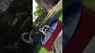 Pup&rsquo;s Pure Pool Pleasure