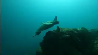 Scuba Diving Pelican Rock & Neptune's Finger Cabo San Lucas.