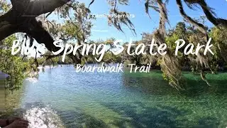 Blue Spring State Park in Florida - Boardwalk Trail [4K]