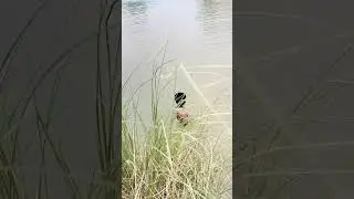 Dehati fishing short video| fish catching short video #viral