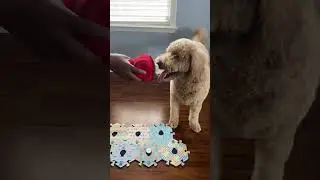 Day 1 of our dogs using talking buttons
