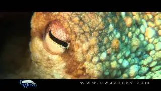 Ocean adventures with CW Azores