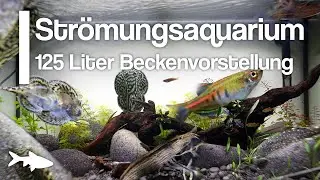 125 Liter Str&ouml;mungsaquarium | Beckenvorstellung