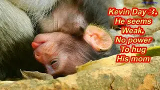 Baby monkey Kevin Still weak on day 3, no power to hug mom, Just lays head down