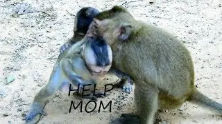 Because of strong care orphan Carlino, small monkey bite Opie drag & drop so hard.