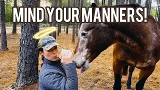 MIND YOUR MANNERS (around horses)