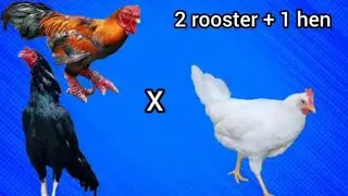 2 Rooster Cross &times; 1 hen Results 