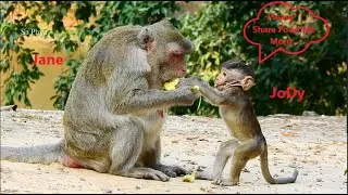Little Baby JoDy So Hungry, He Stands Asking Yummy Food Mom Jane, JoDy Is Very Smart & Cute
